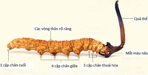 Bộ phận sử dụng